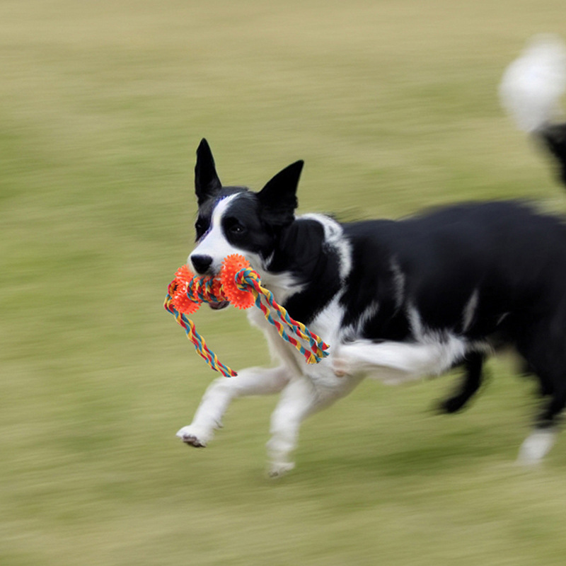 New Dog Chew Toy Rope for Amaz - Pet Supplies In Amazon review and price