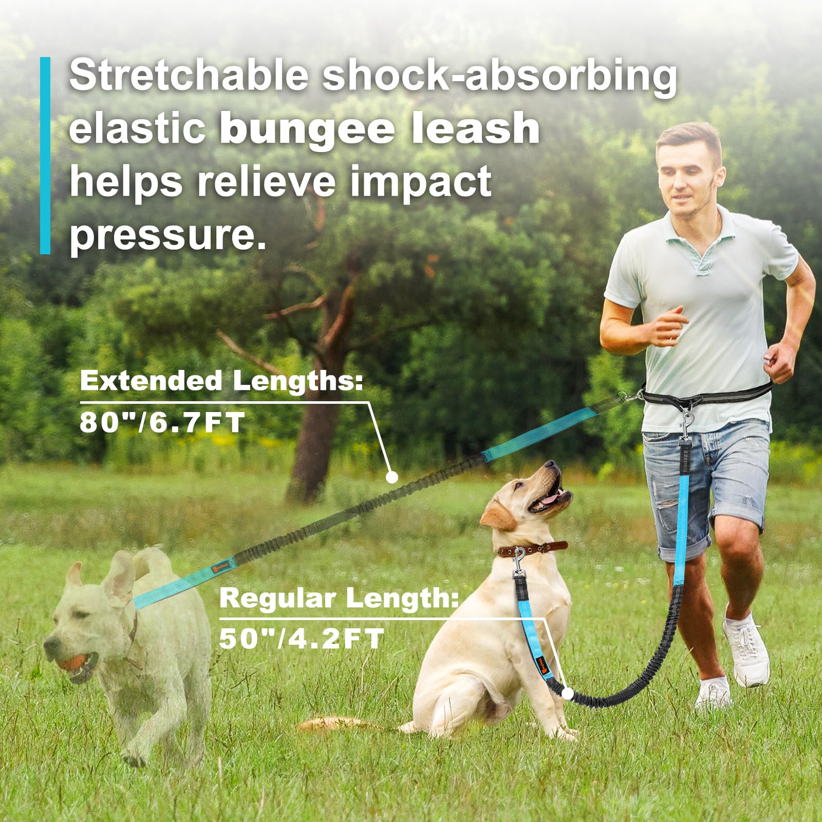 Double elastic reflective runn - Pet Supplies Wholesale review and price