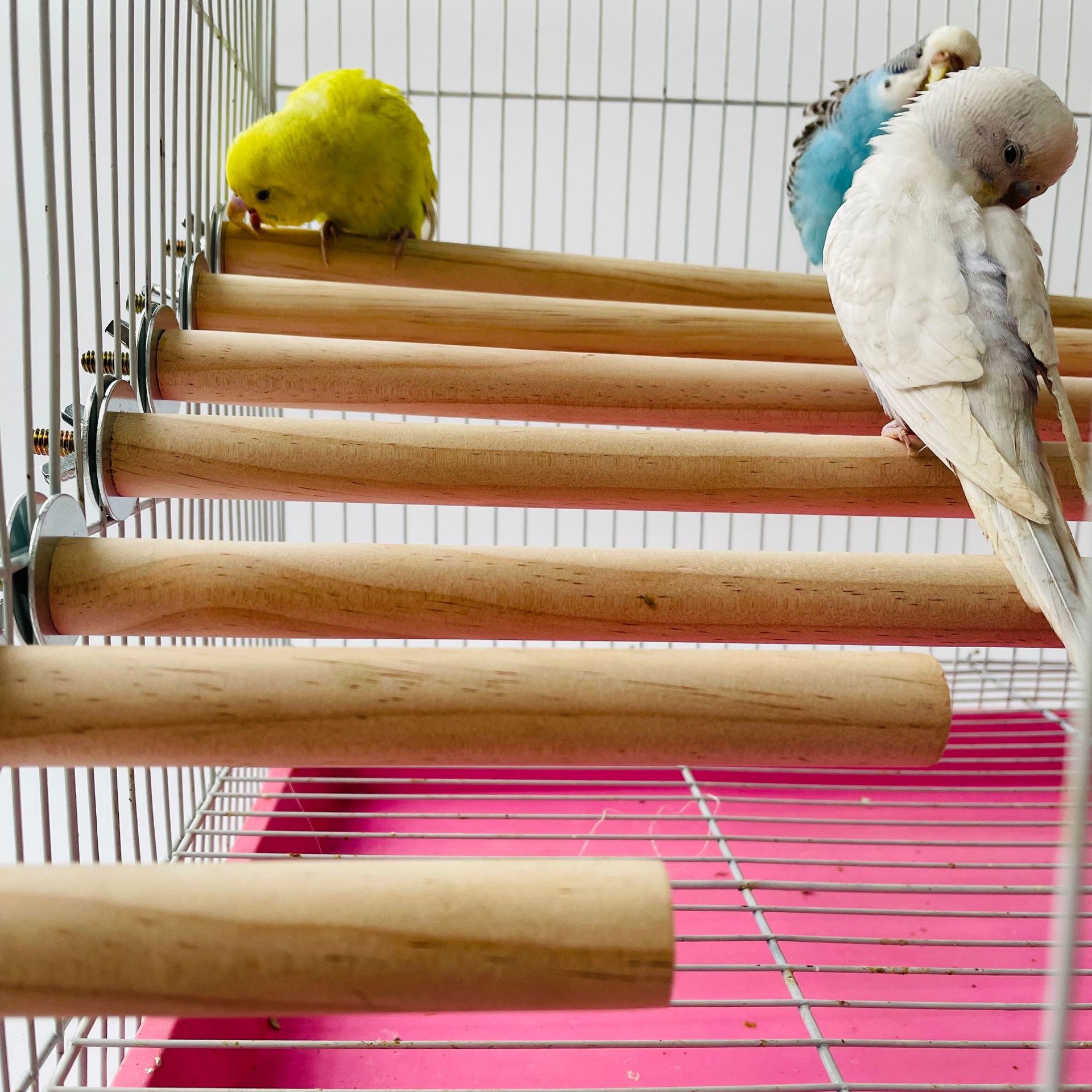 Parrot Pet Raw Standing Stick  - Pet X Supplies & Tack Reviews review and price